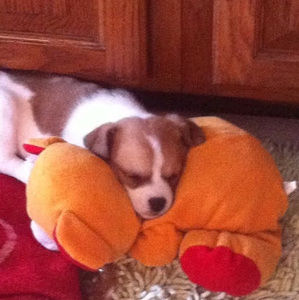 Meet your Posher, Luciano